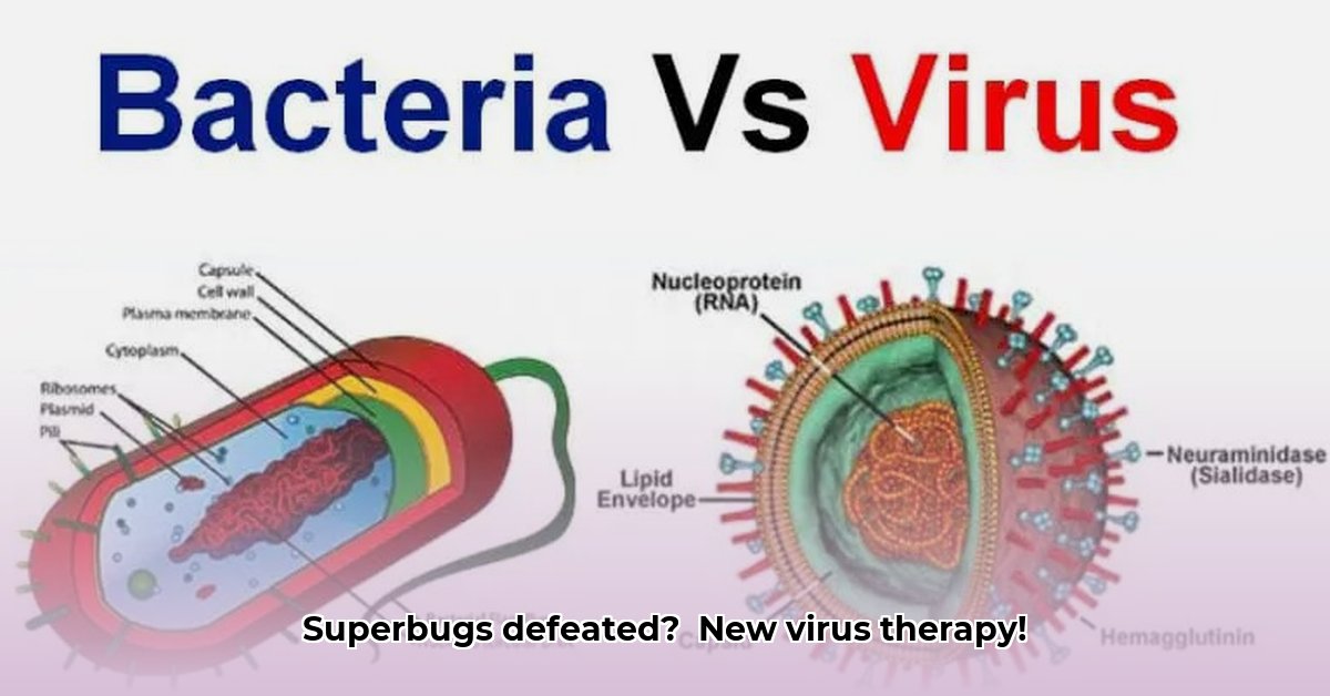 a-type-of-virus-that-infects-bacteria